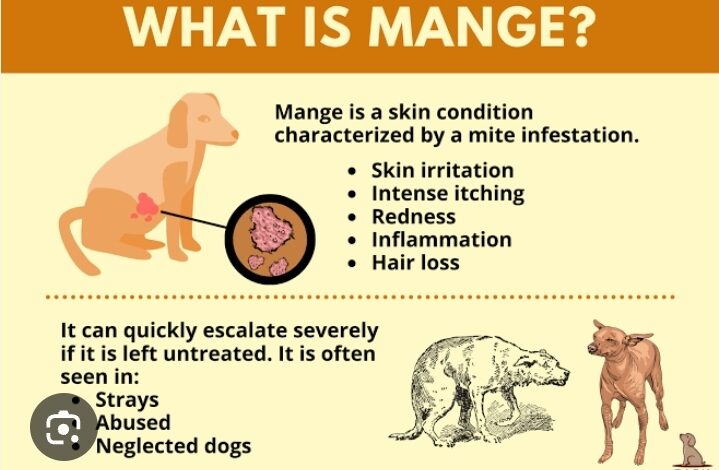 Mange