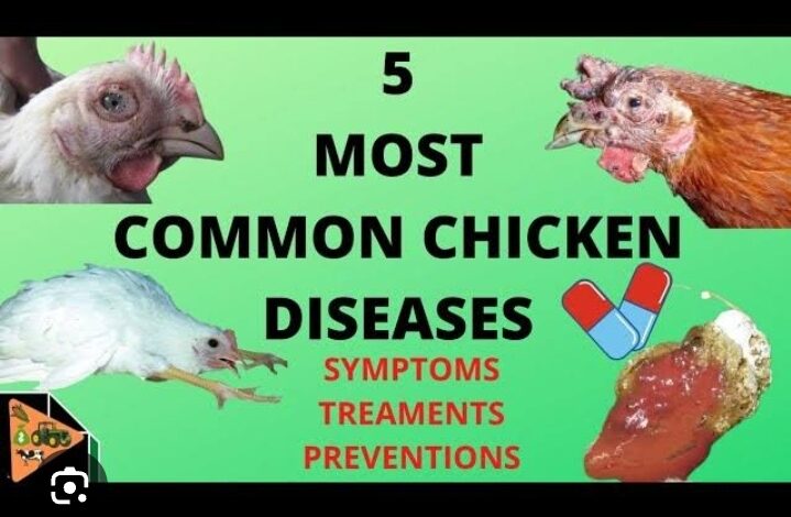 Poultry disease