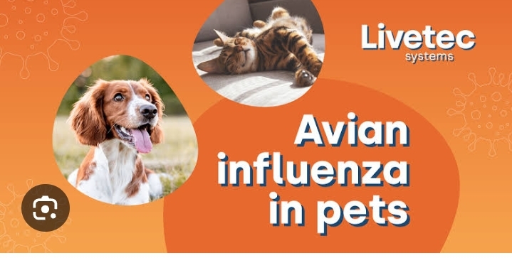 Influenza Fever