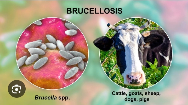 Brucellosis disease in Livestock