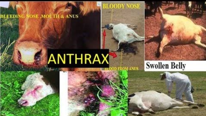 Anthrax disease