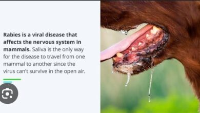 Rabies